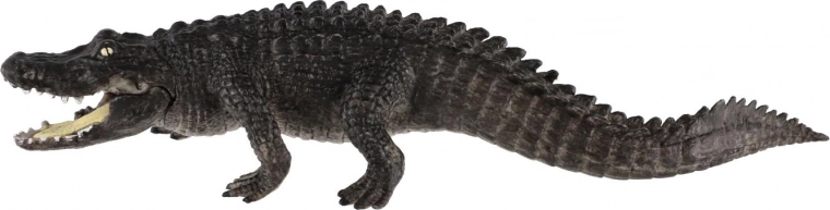 Ideale per l’educazione e il collezionismo