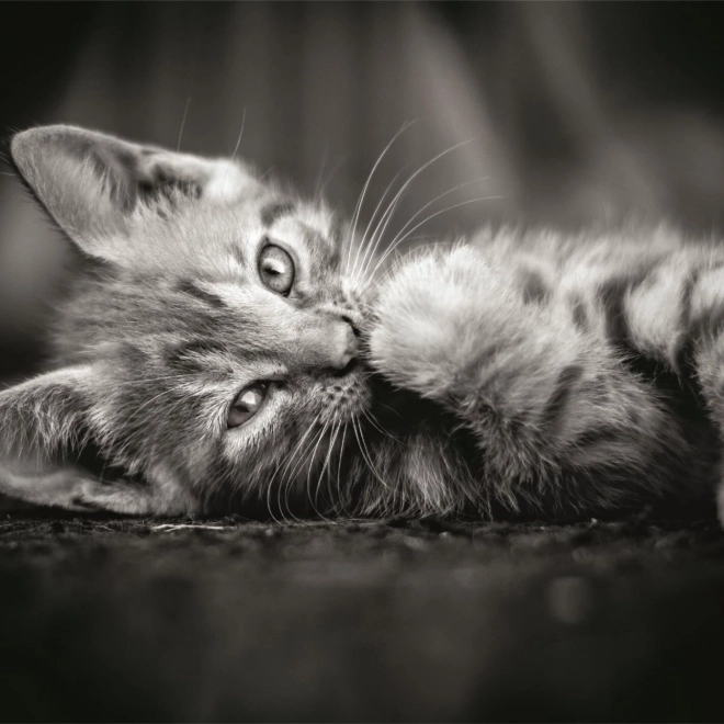 Puzzle gattino bianco e nero 1000 pezzi