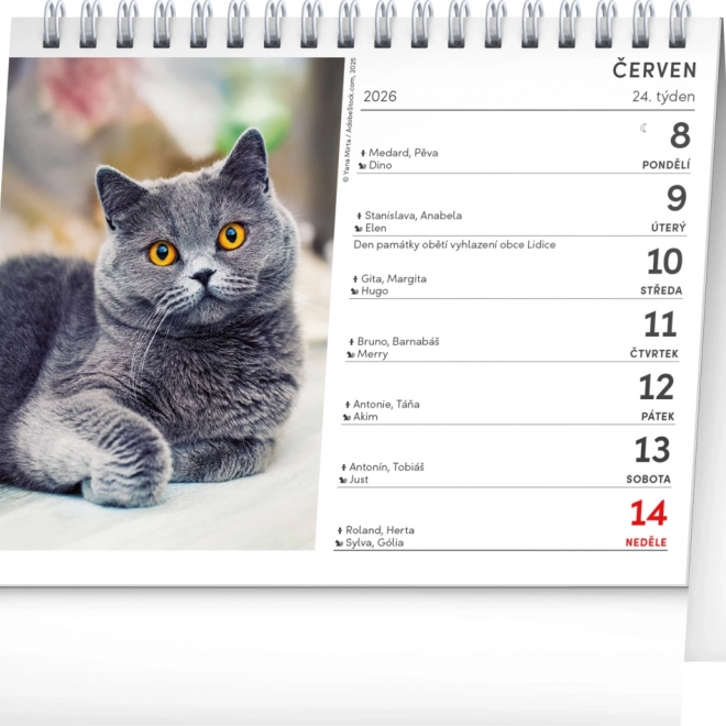 Calendario da tavolo Gatti 2026 con nomi