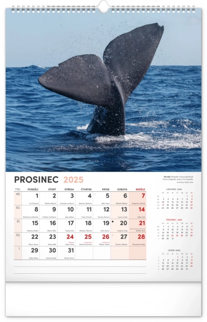 Notique calendario da parete animali affascinanti 2025