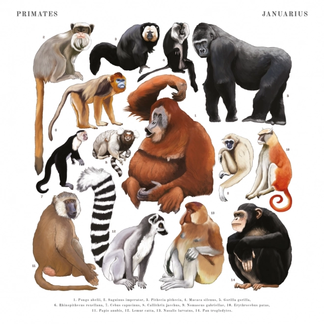 Calendario Notique Animalium 2025