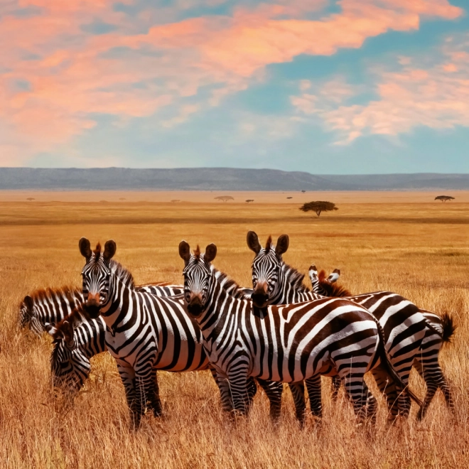 Calendario Appunti Animali Selvaggi 2026