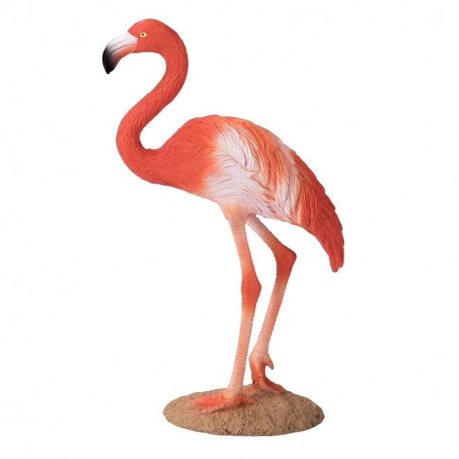 Flamingo caraibico Mojo