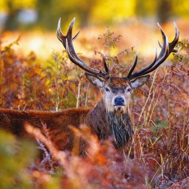 Calendario da parete Animali della Foresta 2025