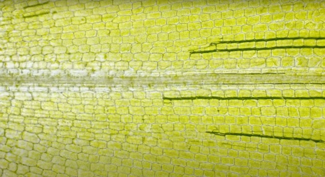 Microscopio Educativo Scopritore per Bambini da Piatnik