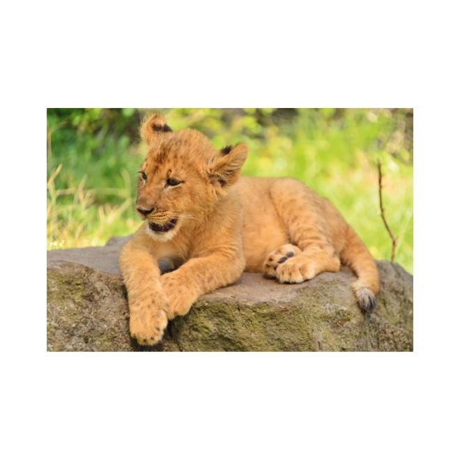 Puzzle Animali 54 pezzi