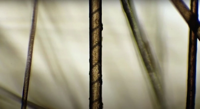 Microscopio Educativo Scopritore per Bambini da Piatnik