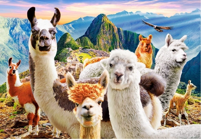 Puzzle 200 pezzi Llamas Selfie