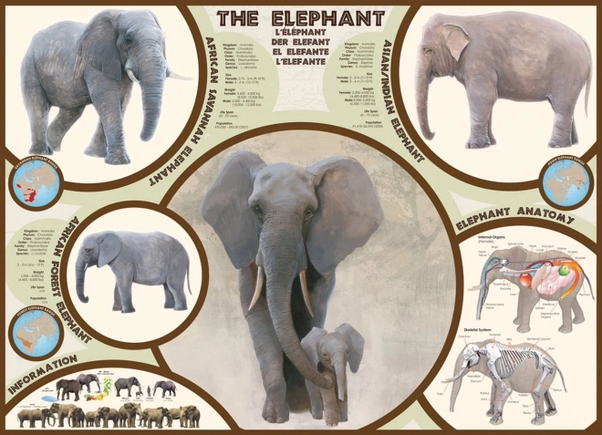 Puzzle Elefante 1000 Pezzi