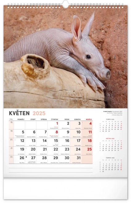 Notique calendario da parete animali affascinanti 2025