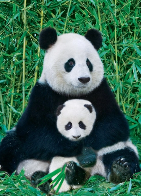 Puzzle Panda e cucciolo 1000 pezzi