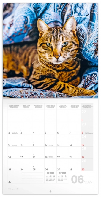 Calendario Notique Gatti 2025