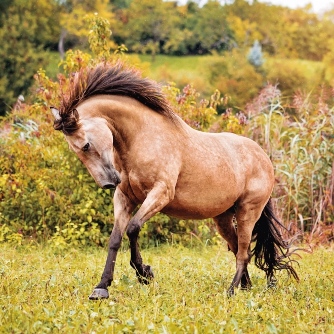 Calendario con foto di cavalli di Christiane Slawik 2025