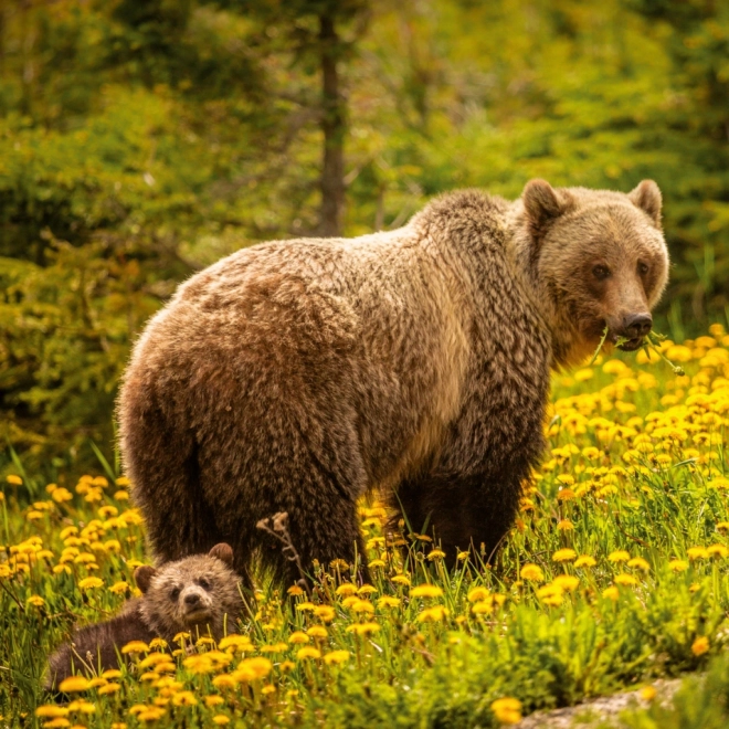 Calendario Appunti Animali Selvaggi 2026