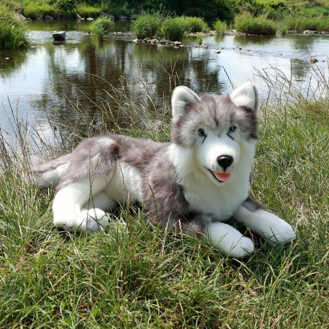 Peluches husky sdraiato eco-friendly 60 cm