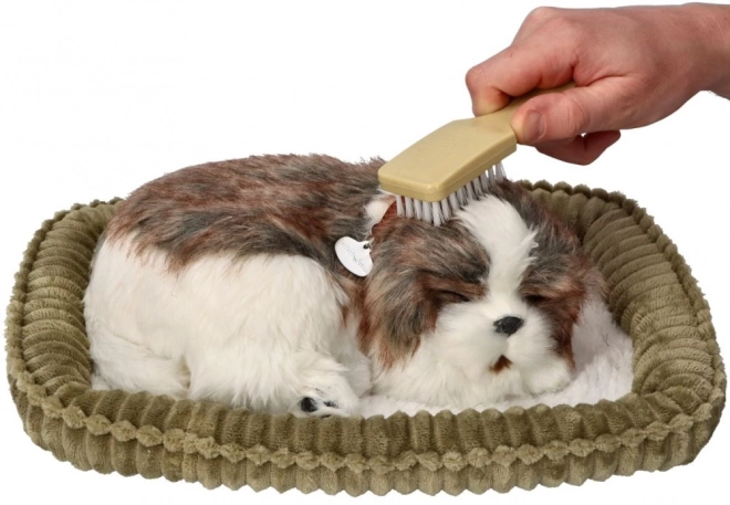 Adotta un cucciolo Shih Tzu che respira
