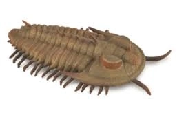 Modello Trilobite Redlichia Rex