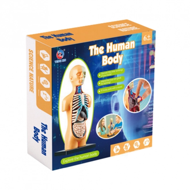 Modello educativo anatomico del corpo umano con organi