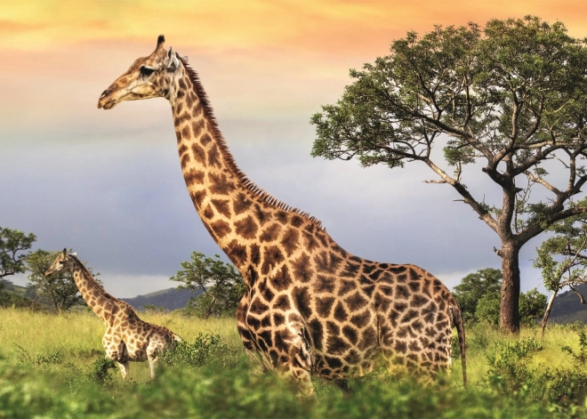 Puzzle famiglia di giraffe 1000 pezzi