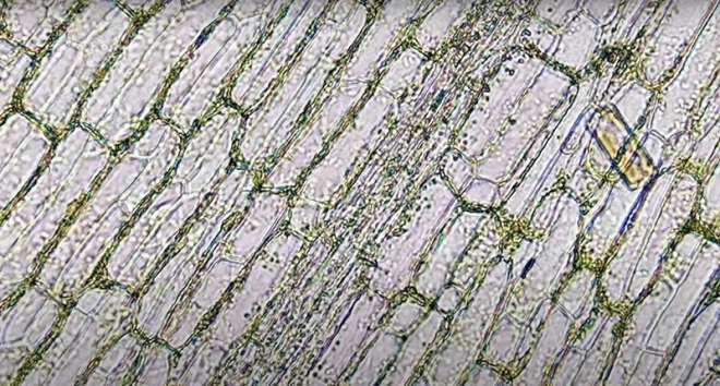 Microscopio Educativo Scopritore per Bambini da Piatnik