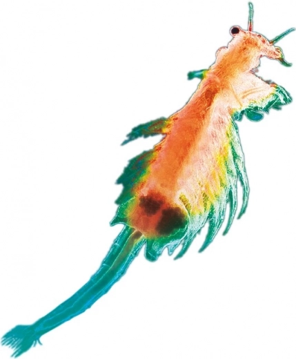 Scienza viva direttamente a casa