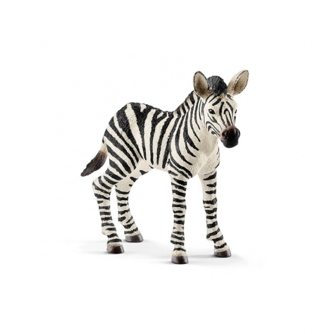 Zebra puledro