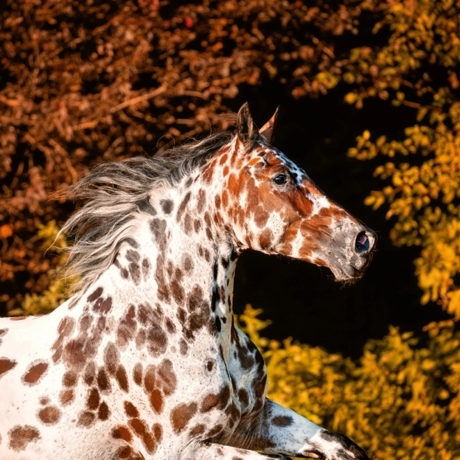Calendario Illustrato Cavalli Christiane Slawik 2026