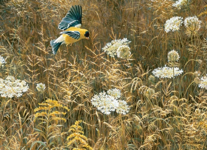 Arte realistica di Robert Bateman