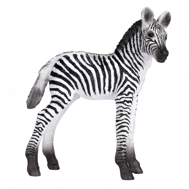 Cucciolo di Zebra Mojo