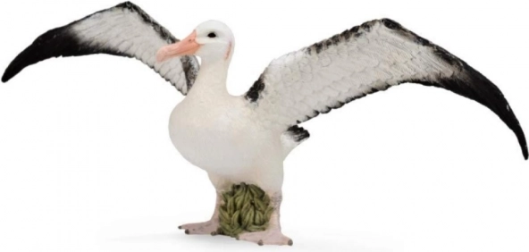 Albatros stěhovavý Collecta