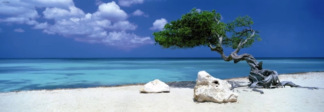 Puzzle panoramico Divi Divi tree ad Aruba 1000 pezzi HEYE