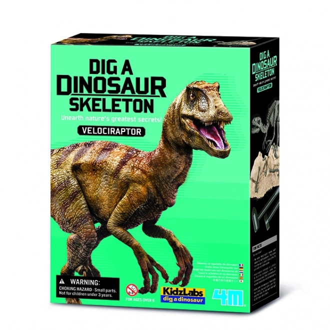 Scheletro di dinosauro Velociraptor 4M