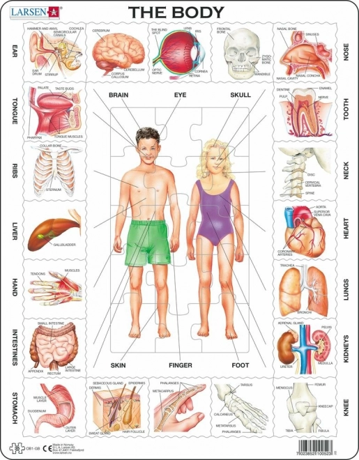 Puzzle Il nostro corpo 35 pezzi