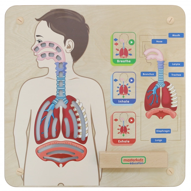 tabella educativa respiratoria Montessori