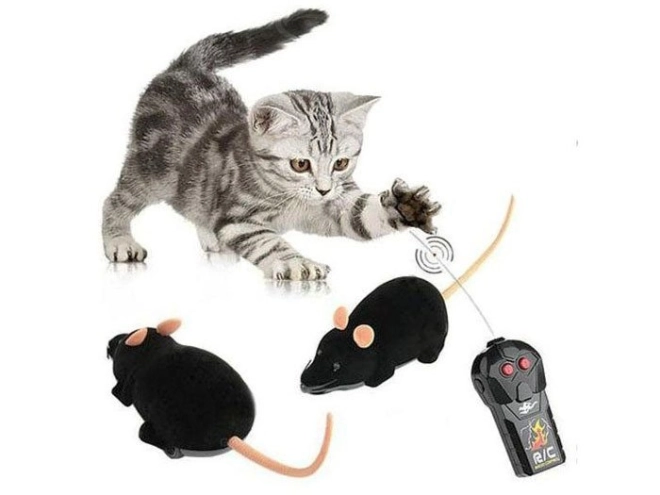 Divertimento per gatti e tutta la famiglia