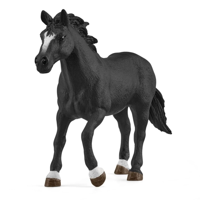 Cavallo appaloosa fantastico