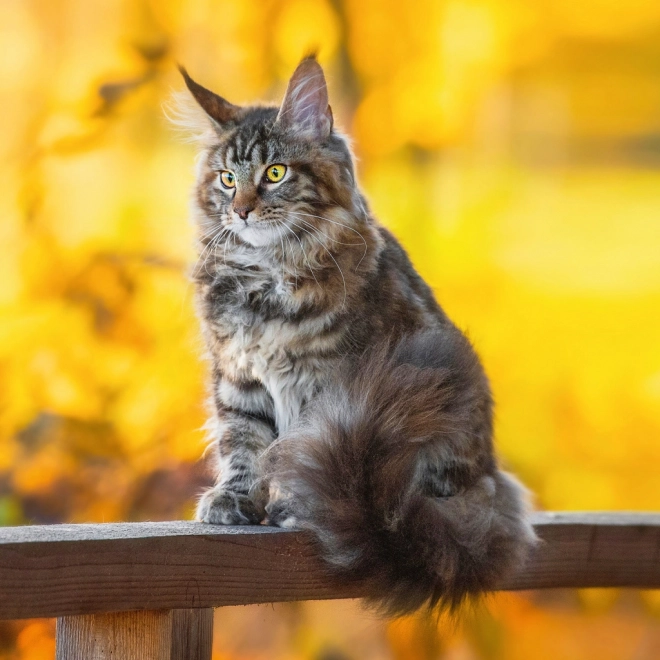 Calendario per appunti Gatti 2026
