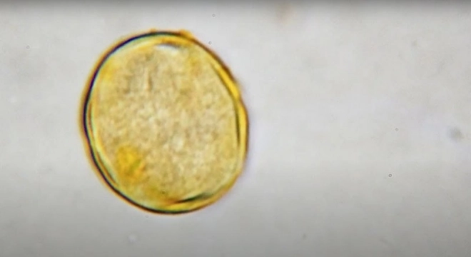 Microscopio Educativo Scopritore per Bambini da Piatnik