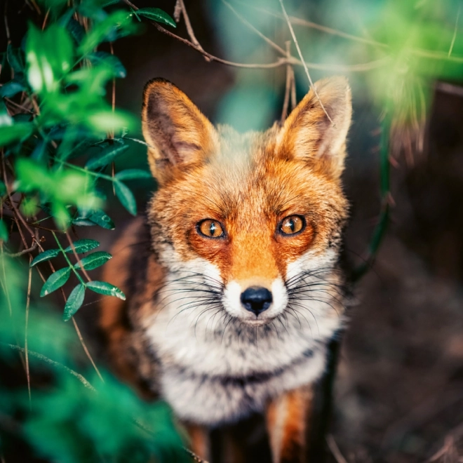 Calendario Appunti Animali Selvaggi 2026