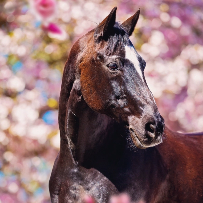 Calendario con foto di cavalli di Christiane Slawik 2025