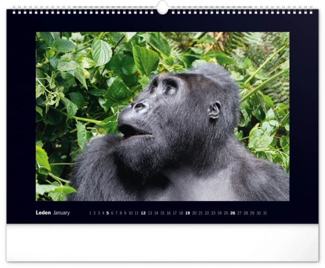 Calendario da parete Gorilla maestosi 2025