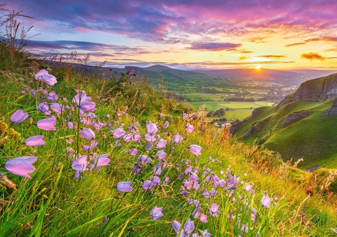 Puzzle 500 pezzi Harebells at Sunrise