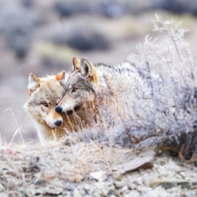 Calendario da parete Animali della Foresta 2025