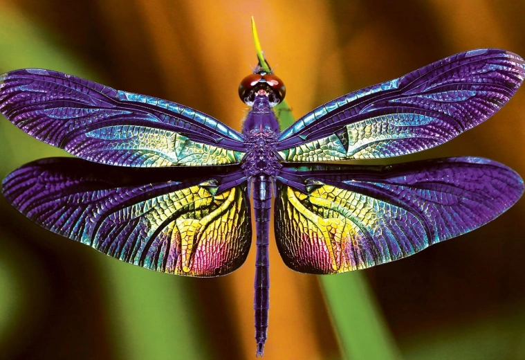 Puzzle Natura Colorata: Libellula 250 pezzi