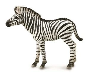 Zebra COLLECTA