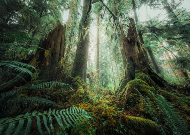 Puzzle Nel Bosco 1000 Pezzi