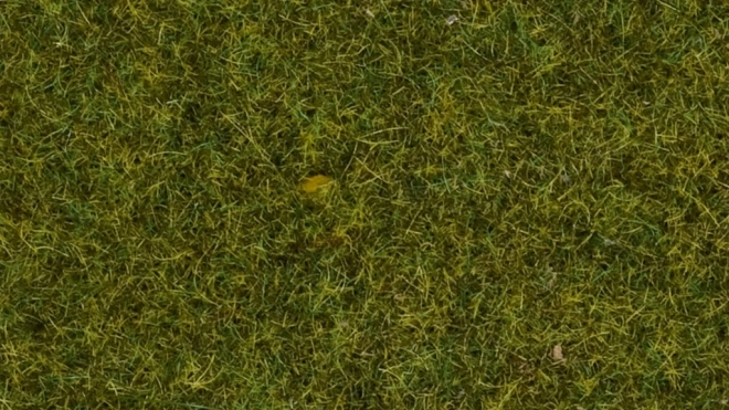 Erba statica Prato 4 mm
