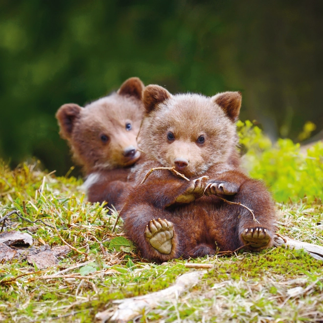 Adorabili fotografie di cuccioli per tutto l’anno