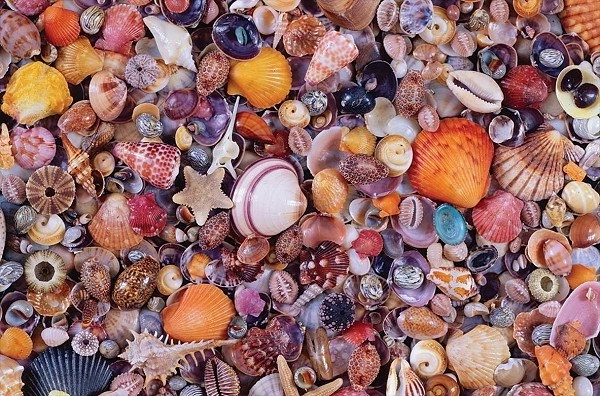 Puzzle Conchiglie 1000 pezzi