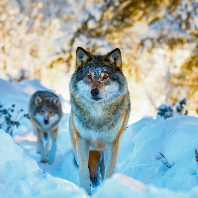 Calendario Appunti Animali Selvaggi 2026